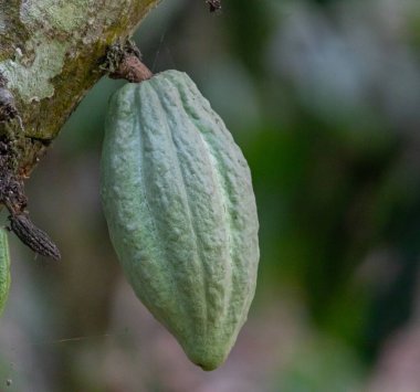 Cocoa fields on acres of land, and a close-up view of cocoa fruits ready to be harvested.