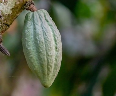 Cocoa fields on acres of land, and a close-up view of cocoa fruits ready to be harvested.