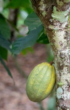 Cocoa fields on acres of land, and a close-up view of cocoa fruits ready to be harvested.