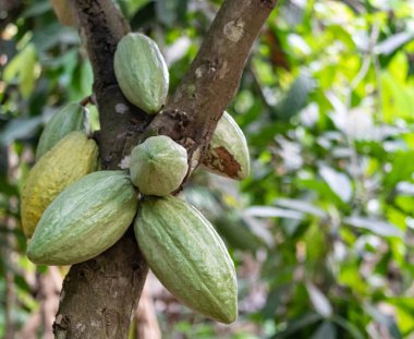 Cocoa fields on acres of land, and a close-up view of cocoa fruits ready to be harvested.