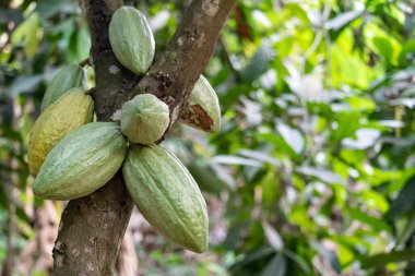 Cocoa fields on acres of land, and a close-up view of cocoa fruits ready to be harvested.