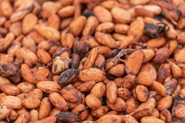 Kakao çekirdekleri kırsal bir çerçeveye yerleştirilmiş bambu paspaslar üzerine sade katmanlar halinde yayılır.,