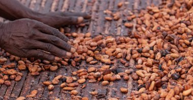 Kakao çekirdekleri kırsal bir çerçeveye yerleştirilmiş bambu paspaslar üzerine sade katmanlar halinde yayılır.,