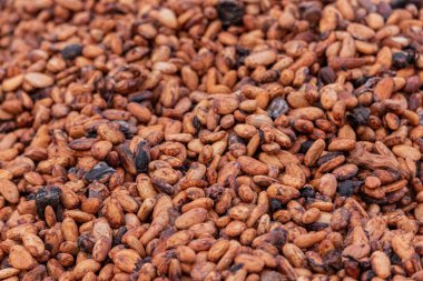 Kakao çekirdekleri kırsal bir çerçeveye yerleştirilmiş bambu paspaslar üzerine sade katmanlar halinde yayılır.,