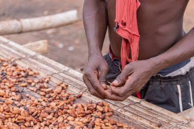 Kakao çekirdekleri kırsal bir çerçeveye yerleştirilmiş bambu paspaslar üzerine sade katmanlar halinde yayılır.,
