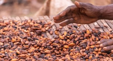 Kakao çekirdekleri kırsal bir çerçeveye yerleştirilmiş bambu paspaslar üzerine sade katmanlar halinde yayılır.,