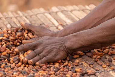 Kakao çekirdekleri kırsal bir çerçeveye yerleştirilmiş bambu paspaslar üzerine sade katmanlar halinde yayılır.,