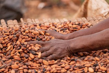 Mayalanmış kakao çekirdekleri bir tahtaya yayılıp kurur.