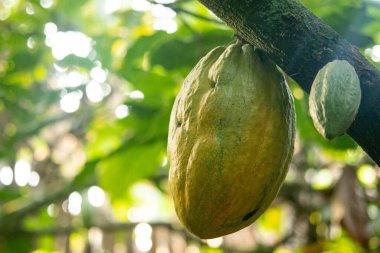 Cocoa fields on acres of land, and a close-up view of cocoa fruits ready to be harvested.