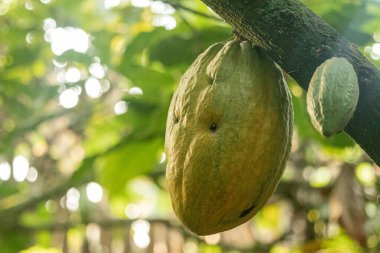 Cocoa fields on acres of land, and a close-up view of cocoa fruits ready to be harvested.