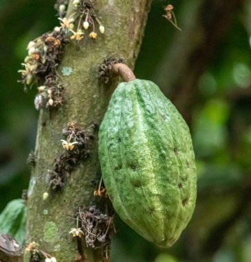 Cocoa fields on acres of land, and a close-up view of cocoa fruits ready to be harvested.