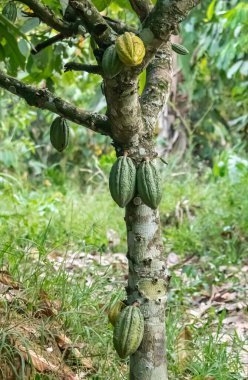 Cocoa fields on acres of land, and a close-up view of cocoa fruits ready to be harvested.