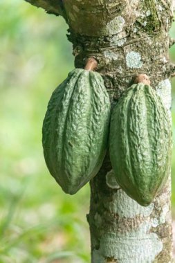 Cocoa fields on acres of land, and a close-up view of cocoa fruits ready to be harvested.