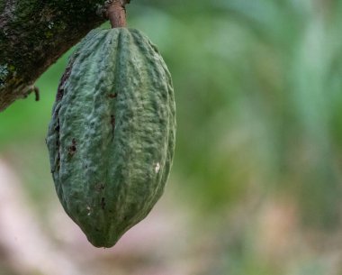 Cocoa fields on acres of land, and a close-up view of cocoa fruits ready to be harvested.