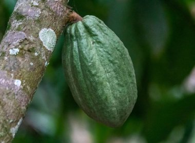 Cocoa fields on acres of land, and a close-up view of cocoa fruits ready to be harvested.