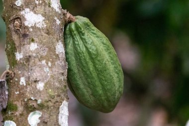 Cocoa fields on acres of land, and a close-up view of cocoa fruits ready to be harvested.