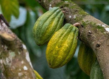 Cocoa fields on acres of land, and a close-up view of cocoa fruits ready to be harvested.