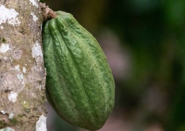 Cocoa fields on acres of land, and a close-up view of cocoa fruits ready to be harvested.