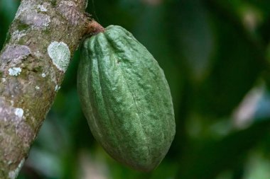 Cocoa fields on acres of land, and a close-up view of cocoa fruits ready to be harvested.