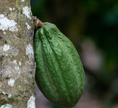 Cocoa fields on acres of land, and a close-up view of cocoa fruits ready to be harvested.