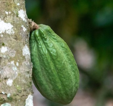 Cocoa fields on acres of land, and a close-up view of cocoa fruits ready to be harvested.