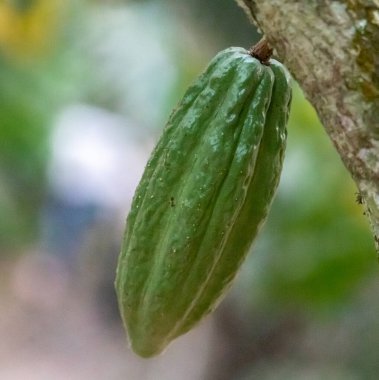Cocoa fields on acres of land, and a close-up view of cocoa fruits ready to be harvested.