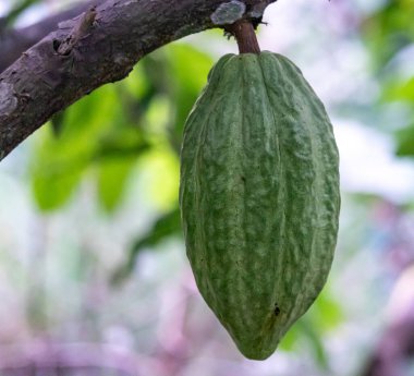 Cocoa fields on acres of land, and a close-up view of cocoa fruits ready to be harvested.