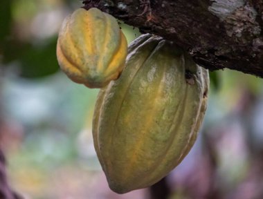 Cocoa fields on acres of land, and a close-up view of cocoa fruits ready to be harvested.