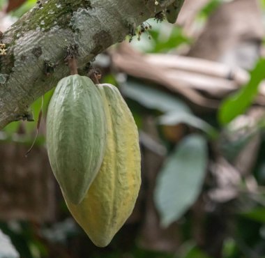 Cocoa fields on acres of land, and a close-up view of cocoa fruits ready to be harvested.