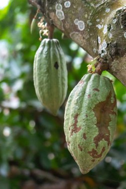 Cocoa fields on acres of land, and a close-up view of cocoa fruits ready to be harvested.