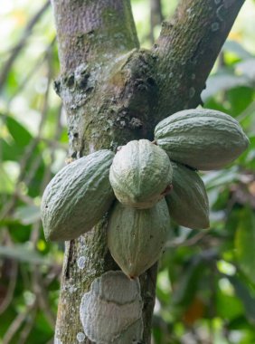 Cocoa fields on acres of land, and a close-up view of cocoa fruits ready to be harvested.