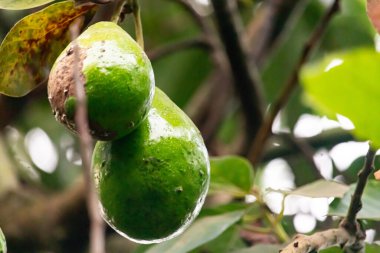 avocado fruit ripe and ready to pick
