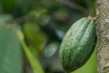 Cocoa fields on acres of land, and a close-up view of cocoa fruits ready to be harvested.