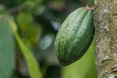 Cocoa fields on acres of land, and a close-up view of cocoa fruits ready to be harvested.
