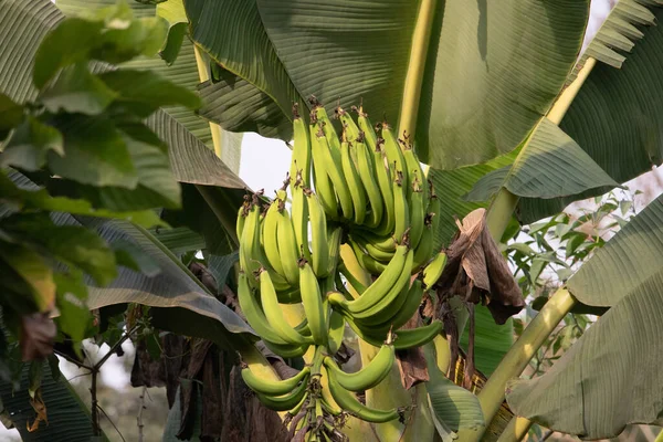 Bitki üzerinde yetişen muzlar, sıra sıra muzlar