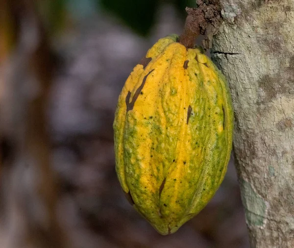Cocoa fields on acres of land, and a close-up view of cocoa fruits ready to be harvested.