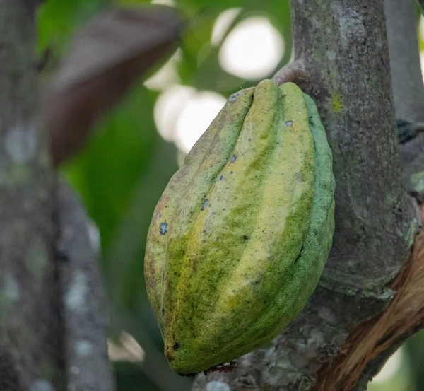 Cocoa fields on acres of land, and a close-up view of cocoa fruits ready to be harvested.
