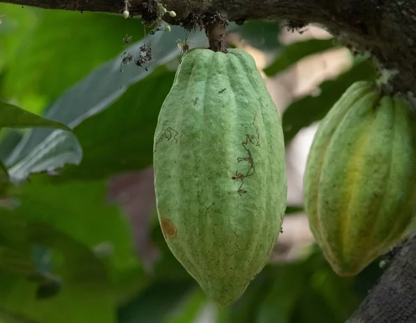 Cocoa Fields Acres Land Close View Cocoa Fruits Ready Harvested — 스톡 사진