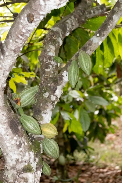 Cocoa fields on acres of land, and a close-up view of cocoa fruits ready to be harvested.