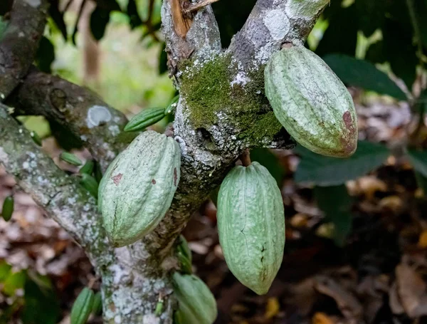 Cocoa fields on acres of land, and a close-up view of cocoa fruits ready to be harvested.
