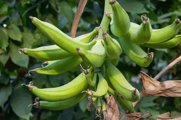Cocoa fields on acres of land, and a close-up view of cocoa fruits ready to be harvested.