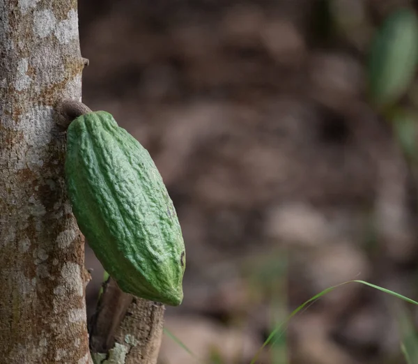Cocoa fields on acres of land, and a close-up view of cocoa fruits ready to be harvested.