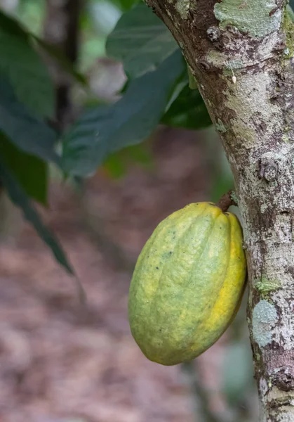 Cocoa fields on acres of land, and a close-up view of cocoa fruits ready to be harvested.