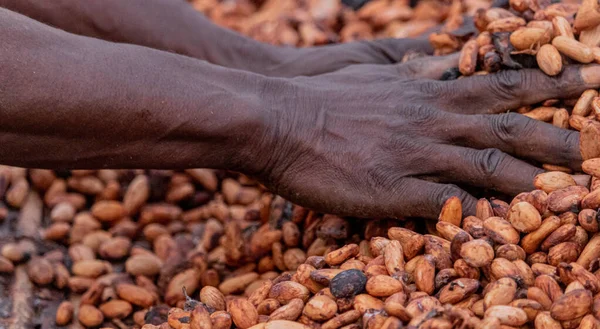 Kakao çekirdekleri kırsal bir çerçeveye yerleştirilmiş bambu paspaslar üzerine sade katmanlar halinde yayılır.,