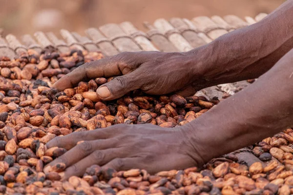 Kakao çekirdekleri kırsal bir çerçeveye yerleştirilmiş bambu paspaslar üzerine sade katmanlar halinde yayılır.,