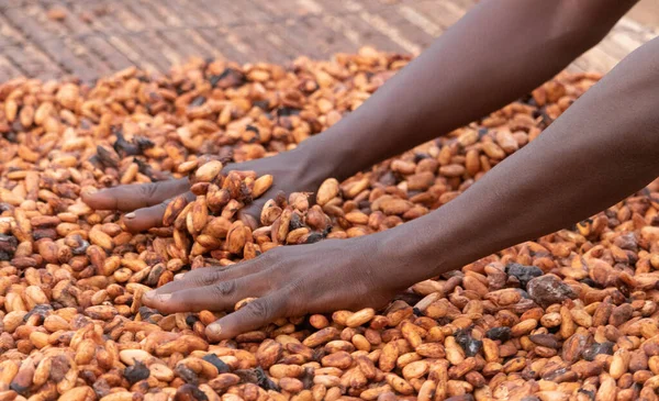 Kakao çekirdekleri kırsal bir çerçeveye yerleştirilmiş bambu paspaslar üzerine sade katmanlar halinde yayılır.,