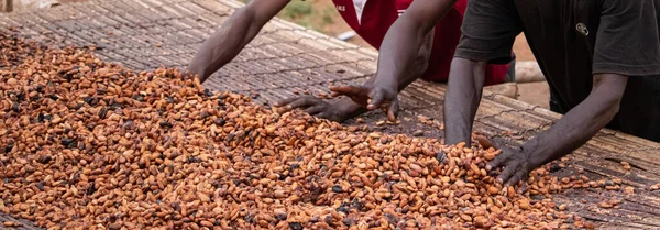 Kakao çekirdekleri kırsal bir çerçeveye yerleştirilmiş bambu paspaslar üzerine sade katmanlar halinde yayılır.,
