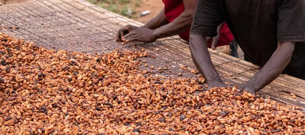 Mayalanmış kakao çekirdekleri bir tahtaya yayılıp kurur.