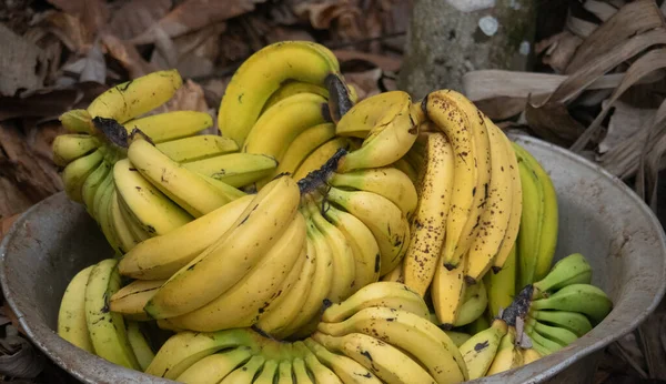 Comercio Cultivo Plátanos Por Una Mujer Valiente Los Pueblos — Foto de Stock