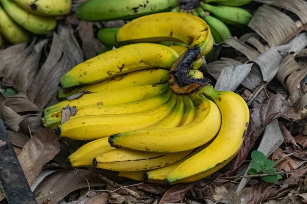 Торгівля Вирощування Бананів Відважна Жінка Селах — стокове фото